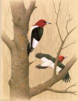 William Zimmerman - Red headed Woodpecker